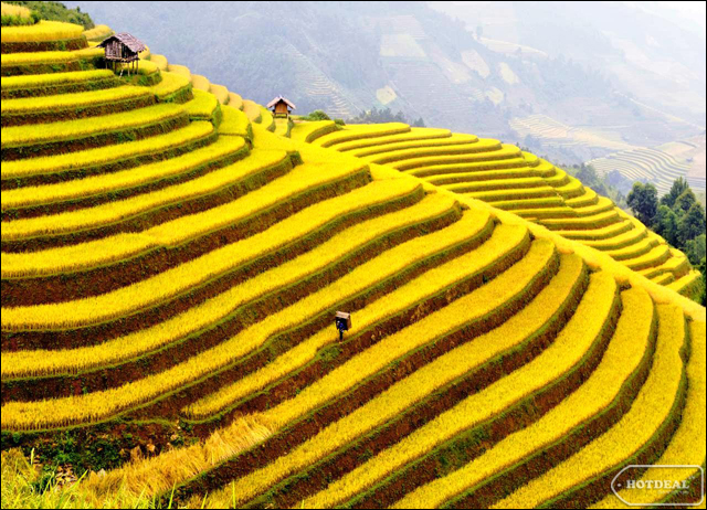 TÂY BẮC MÙA LÚA CHÍN: HOÀNG SU PHÌ - XÍN MẦN - BẮC HÀ ( 4 Ngày/ 3 đêm)
